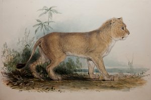 ガゼラトのたてがみのライオン、1835